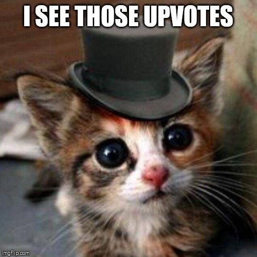 Adorable cat | I SEE THOSE UPVOTES | image tagged in adorable cat | made w/ Imgflip meme maker