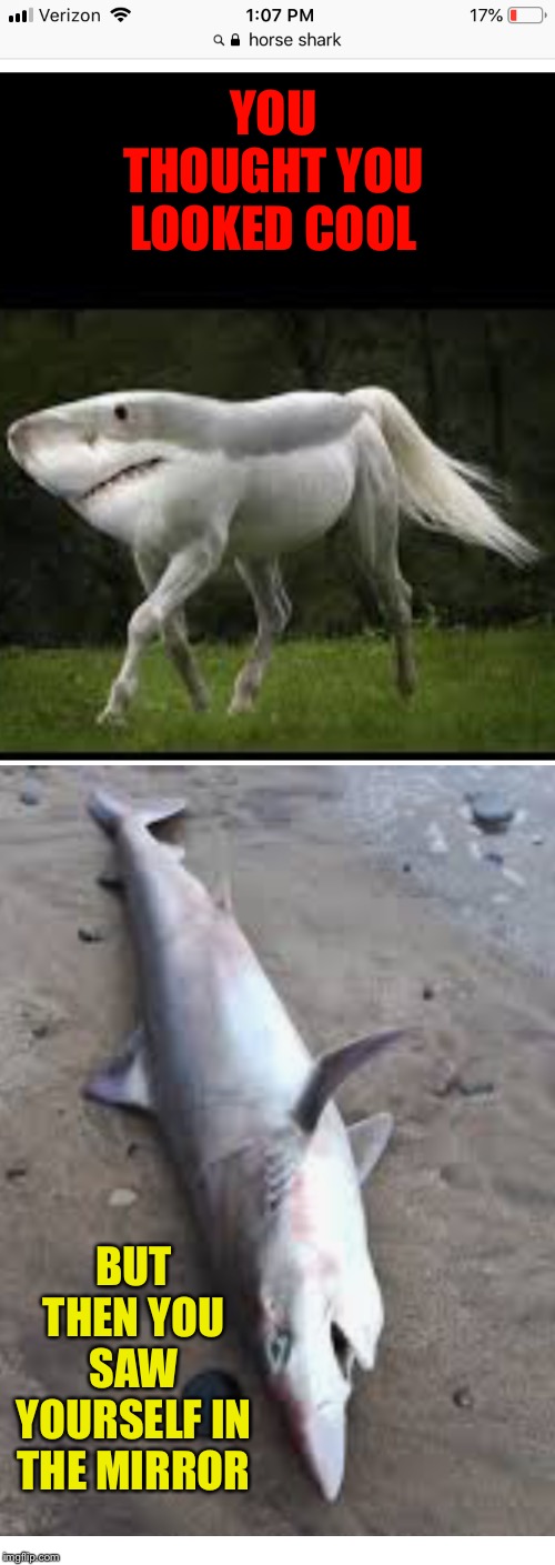 Horse shark |  YOU THOUGHT YOU LOOKED COOL; BUT THEN YOU SAW YOURSELF IN THE MIRROR | image tagged in funny memes | made w/ Imgflip meme maker