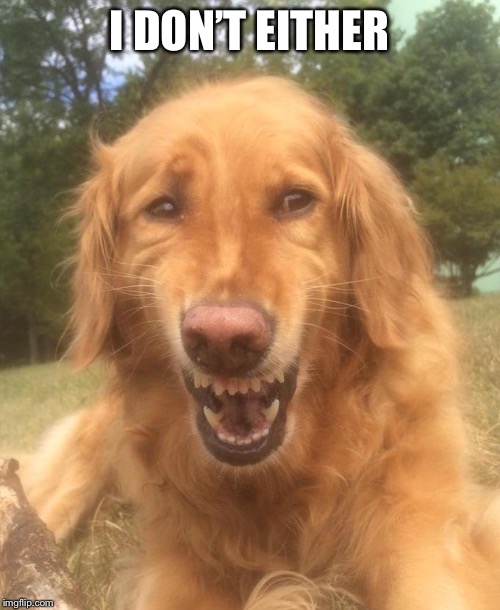 Awkward Smile Dog | I DON’T EITHER | image tagged in awkward smile dog | made w/ Imgflip meme maker