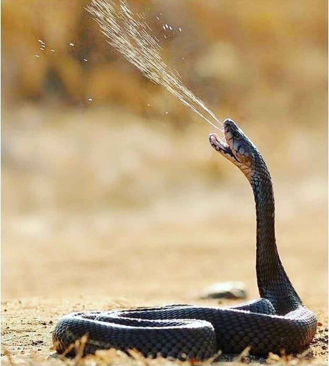 When My Snake Spits Blank Meme Template