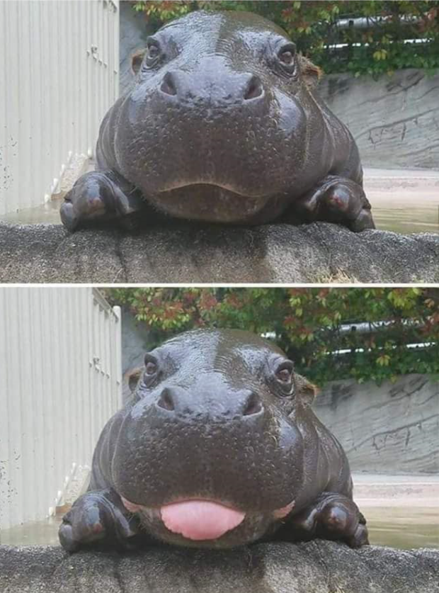 Corny hippo Blank Meme Template