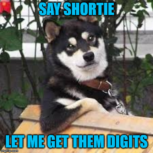 Let me get them digits | SAY SHORTIE; LET ME GET THEM DIGITS | image tagged in mac daddy,funny dogs,pets,funny memes,life,baby shark | made w/ Imgflip meme maker