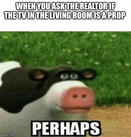 Perhaps Cow | WHEN YOU ASK THE REALTOR IF THE TV IN THE LIVING ROOM IS A PROP | image tagged in perhaps cow | made w/ Imgflip meme maker