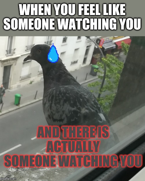 Is he looking at me ? | WHEN YOU FEEL LIKE SOMEONE WATCHING YOU; AND THERE IS ACTUALLY SOMEONE WATCHING YOU | image tagged in memes,funny memes,pigeon | made w/ Imgflip meme maker