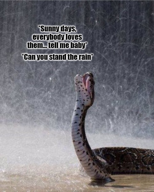 High Quality New Edition Snake Can You Stand The Rain Blank Meme Template