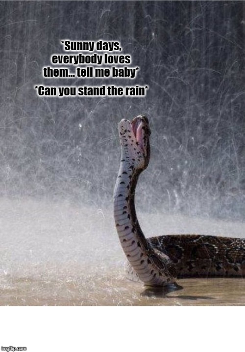 New Edition Snake Can You Stand The Rain | image tagged in new edition snake can you stand the rain | made w/ Imgflip meme maker