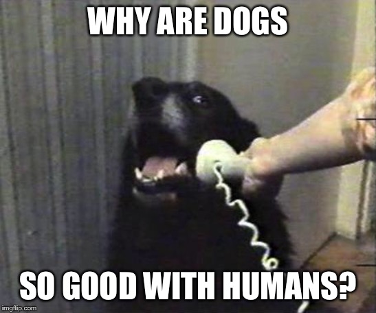 Yes this is dog | WHY ARE DOGS SO GOOD WITH HUMANS? | image tagged in yes this is dog | made w/ Imgflip meme maker