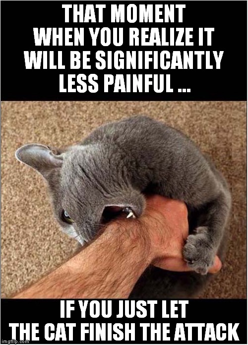 Unprovoked Cat Attack ! | THAT MOMENT WHEN YOU REALIZE IT WILL BE SIGNIFICANTLY LESS PAINFUL …; IF YOU JUST LET THE CAT FINISH THE ATTACK | image tagged in cats,animal attack | made w/ Imgflip meme maker