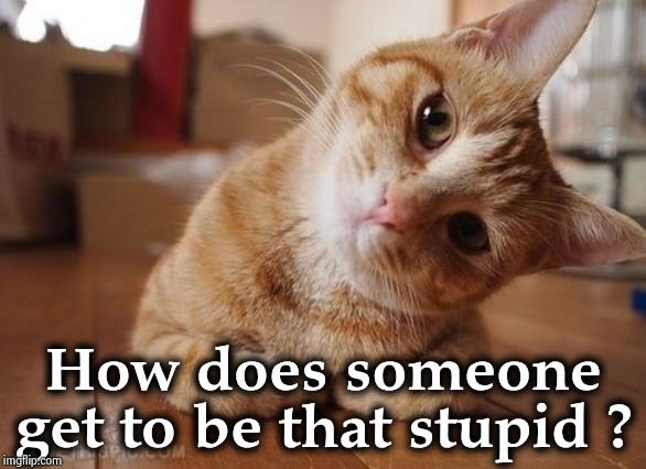 Curious Question Cat | How does someone get to be that stupid ? | image tagged in curious question cat | made w/ Imgflip meme maker