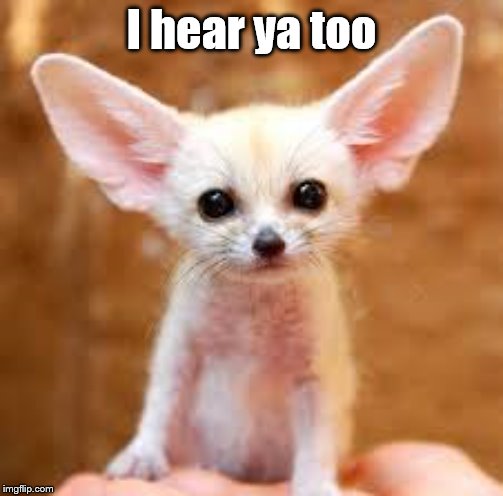 big ears | I hear ya too | image tagged in big ears | made w/ Imgflip meme maker
