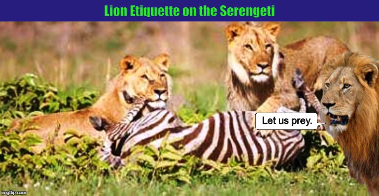 Lion Etiquette on the Serengeti | image tagged in lions,lion,prey,let us prey,funny,memes | made w/ Imgflip meme maker