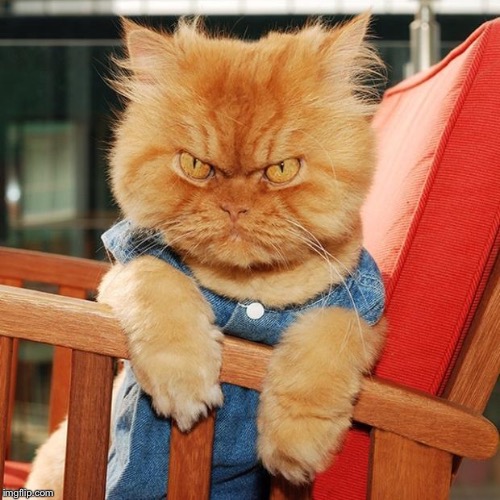 Garfi The Angry Cat | image tagged in garfi the angry cat | made w/ Imgflip meme maker