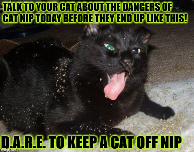 DARE CAT | TALK TO YOUR CAT ABOUT THE DANGERS OF CAT NIP TODAY BEFORE THEY END UP LIKE THIS! D.A.R.E. TO KEEP A CAT OFF NIP | image tagged in dare cat | made w/ Imgflip meme maker