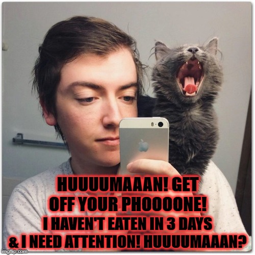 GET OFF YOUR PHONE | HUUUUMAAAN! GET OFF YOUR PHOOOONE! I HAVEN'T EATEN IN 3 DAYS & I NEED ATTENTION! HUUUUMAAAN? | image tagged in get off your phone | made w/ Imgflip meme maker