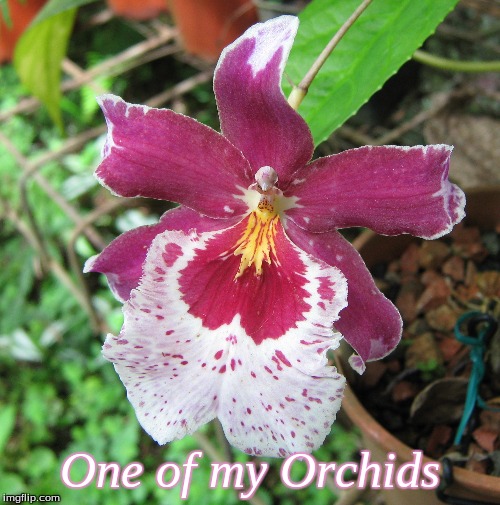 one of my Orchids | One of my Orchids | image tagged in memes,flowers,orchids | made w/ Imgflip meme maker