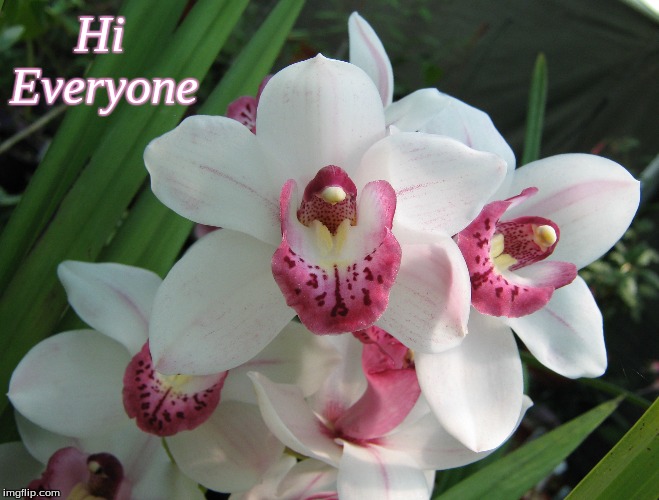 Hi Everyone | Hi   
Everyone | image tagged in memes,hi everyone,flowers,orchids | made w/ Imgflip meme maker