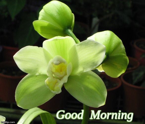 Good Morning | Good  Morning | image tagged in memes,flowers,orchids,good morning,good morning flowers | made w/ Imgflip meme maker