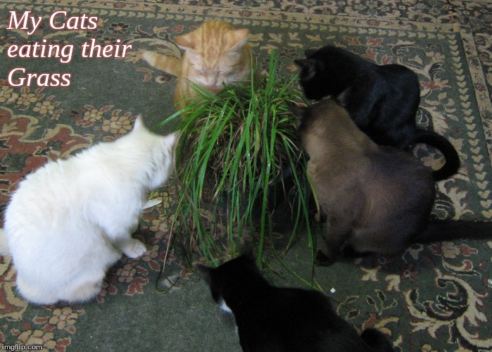 My cats eating their grass | My Cats
eating their
Grass | image tagged in memes,cats | made w/ Imgflip meme maker