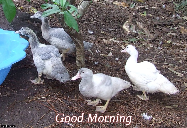 Good Morning | Good Morning | image tagged in memes,ducks,good morning,good morning ducks | made w/ Imgflip meme maker