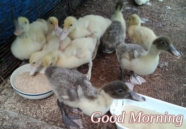 Good Morning | Good Morning | image tagged in memes,ducks,good morning,dood morning ducks | made w/ Imgflip meme maker