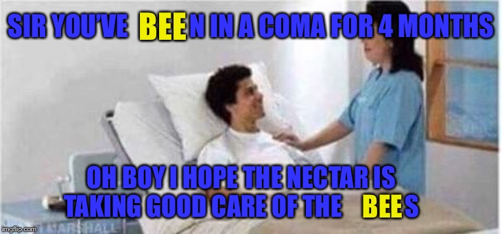 Sir, you've been in a coma | SIR YOU’VE            N IN A COMA FOR 4 MONTHS OH BOY I HOPE THE NECTAR IS TAKING GOOD CARE OF THE             S BEE BEE | image tagged in sir you've been in a coma | made w/ Imgflip meme maker