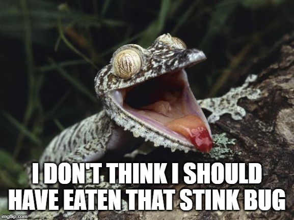 Leaf tailed Geckos make the funniest faces | I DON'T THINK I SHOULD HAVE EATEN THAT STINK BUG | image tagged in geckos,that face you make when,memes,funny,leaftailed geckos,crazy eyes | made w/ Imgflip meme maker