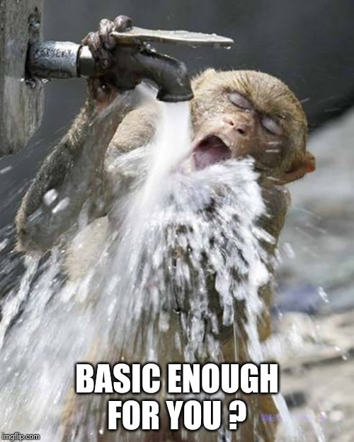 Monkey drinking from faucet | BASIC ENOUGH FOR YOU ? | image tagged in monkey drinking from faucet | made w/ Imgflip meme maker
