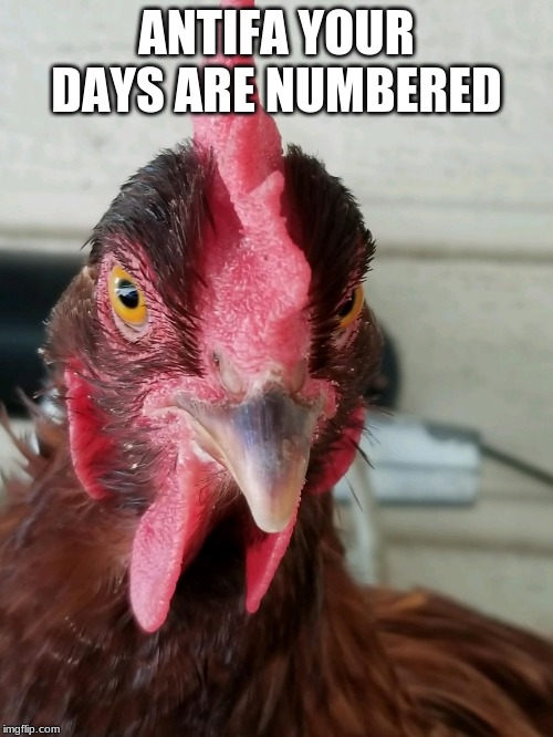 antifa, sick, twisted, demented communists. | ANTIFA YOUR DAYS ARE NUMBERED | image tagged in anti antifa spokes chicken,terrorists,common thugs,twisted,sick,demented | made w/ Imgflip meme maker