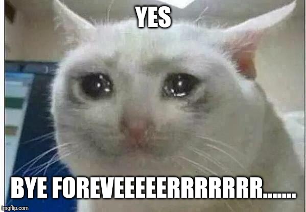 crying cat | YES BYE FOREVEEEEERRRRRRR....... | image tagged in crying cat | made w/ Imgflip meme maker