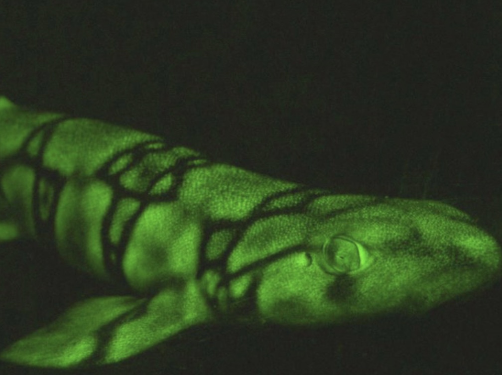 RayFish Blank Meme Template