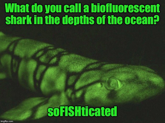 Introducing RayFish, thanks to VagabondSouffle for the discovery | What do you call a biofluorescent shark in the depths of the ocean? soFISHticated | image tagged in rayfish,memes | made w/ Imgflip meme maker