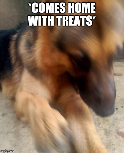 He ATTACC | *COMES HOME WITH TREATS* | image tagged in doge,attack,funny | made w/ Imgflip meme maker