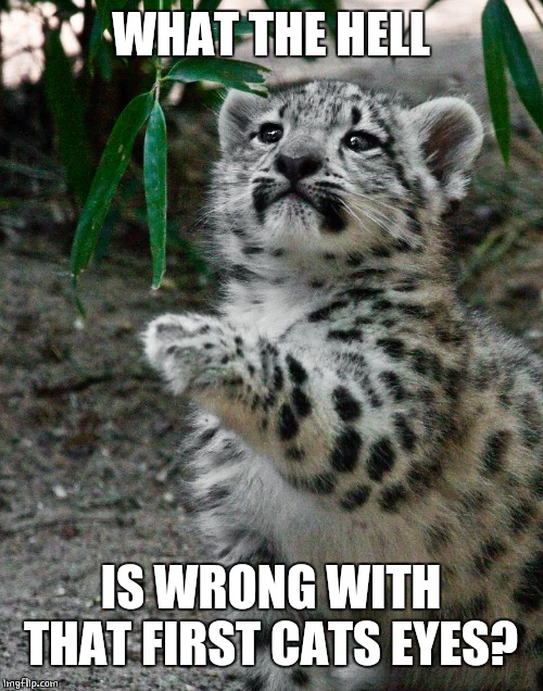 WAIT WHAT LEOPARD | WHAT THE HELL IS WRONG WITH THAT FIRST CATS EYES? | image tagged in wait what leopard | made w/ Imgflip meme maker