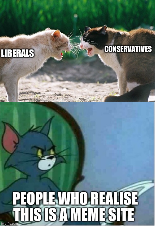 LIBERALS CONSERVATIVES PEOPLE WHO REALISE THIS IS A MEME SITE | image tagged in interrupting tom's read,cat fight | made w/ Imgflip meme maker