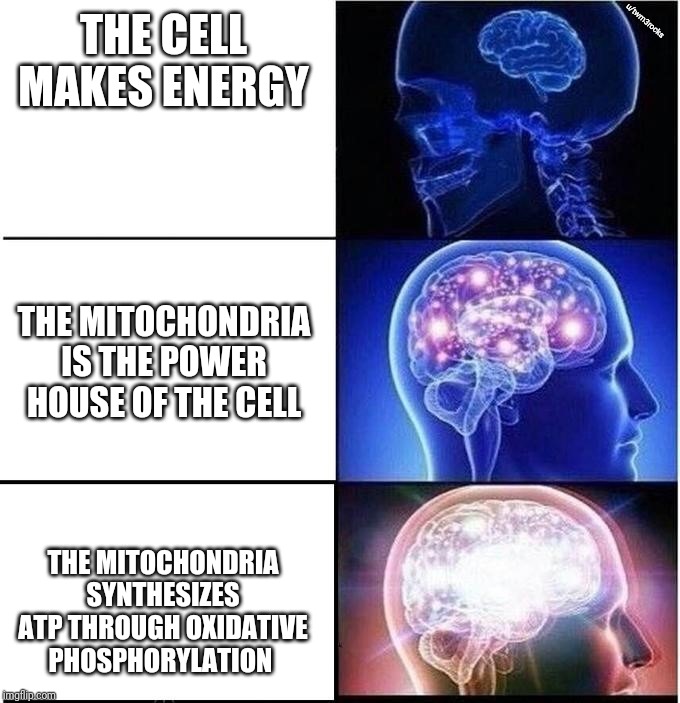 Expanding Brain | u/twm3rocks; THE CELL MAKES ENERGY; THE MITOCHONDRIA IS THE POWER HOUSE OF THE CELL; THE MITOCHONDRIA SYNTHESIZES ATP THROUGH OXIDATIVE PHOSPHORYLATION | image tagged in expanding brain | made w/ Imgflip meme maker
