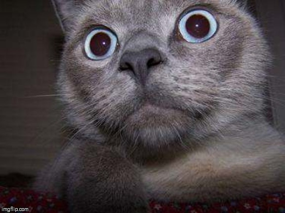 Freaky eye cat | image tagged in freaky eye cat | made w/ Imgflip meme maker