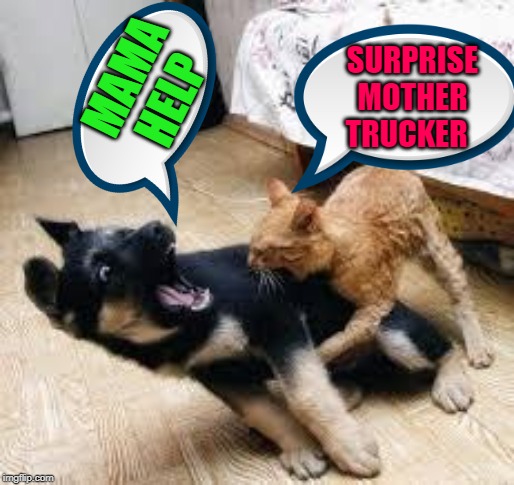 Cat Dog Fight | MAMA HELP; SURPRISE MOTHER TRUCKER | image tagged in cat dog fight | made w/ Imgflip meme maker
