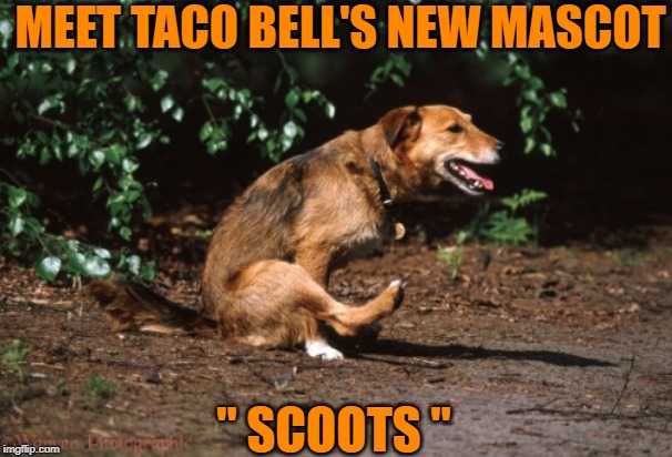 Mascot | MEET TACO BELL'S NEW MASCOT; " SCOOTS " | image tagged in taco bell,mascot | made w/ Imgflip meme maker