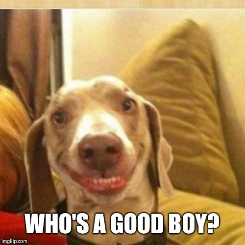 big smile doggie | WHO'S A GOOD BOY? | image tagged in big smile doggie | made w/ Imgflip meme maker