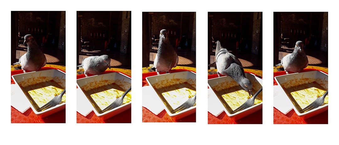 High Quality Polite Pigeon Blank Meme Template