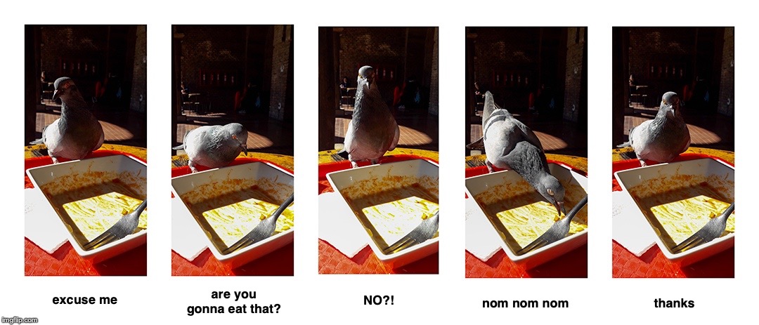 Polite Pigeon | excuse me; NO?! are you gonna eat that? nom nom nom; thanks | image tagged in polite pigeon | made w/ Imgflip meme maker