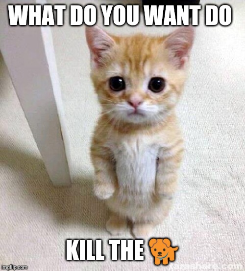 Cute Cat Meme | WHAT DO YOU WANT DO; KILL THE 🐕 | image tagged in memes,cute cat | made w/ Imgflip meme maker