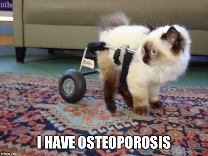 I Have Osteoporosis | I HAVE OSTEOPOROSIS | image tagged in i have osteoporosis cat,cat,wheelchair | made w/ Imgflip meme maker