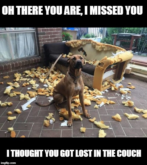 bad dog
dead couch | OH THERE YOU ARE, I MISSED YOU; I THOUGHT YOU GOT LOST IN THE COUCH | image tagged in dogs,couch | made w/ Imgflip meme maker
