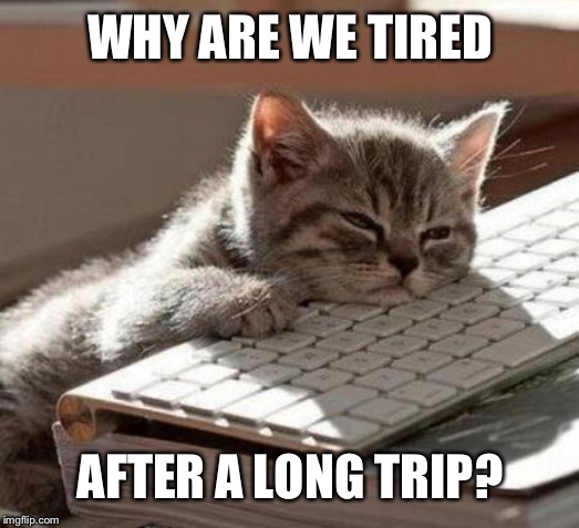 tired cat | WHY ARE WE TIRED; AFTER A LONG TRIP? | image tagged in tired cat | made w/ Imgflip meme maker