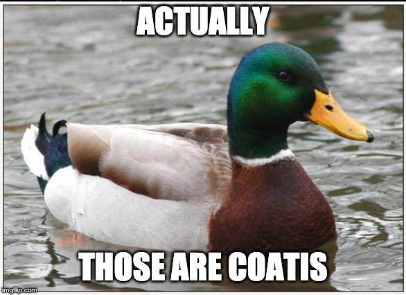 ACTUALLY THOSE ARE COATIS | image tagged in memes,actual advice mallard | made w/ Imgflip meme maker