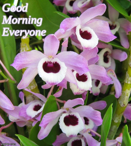 Good Morning Everyone | Good
Morning
Everyone | image tagged in memes,flowers,orchids,good morning,good morning flowers | made w/ Imgflip meme maker