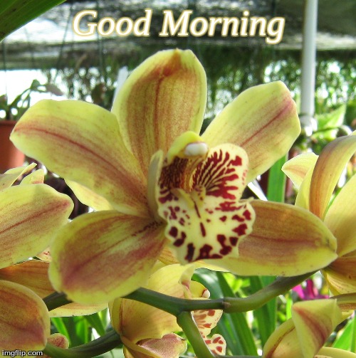 Good Morning | Good Morning | image tagged in memes,flowers,orchids,good morning,good morning flowers | made w/ Imgflip meme maker