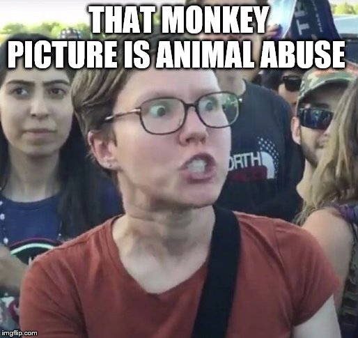 Triggered feminist | THAT MONKEY PICTURE IS ANIMAL ABUSE | image tagged in triggered feminist | made w/ Imgflip meme maker