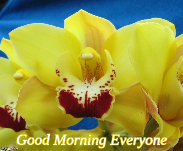 Good Morning Everyone | Good Morning Everyone | image tagged in memes,flowers,orchids,good morning,good morning flowers | made w/ Imgflip meme maker
